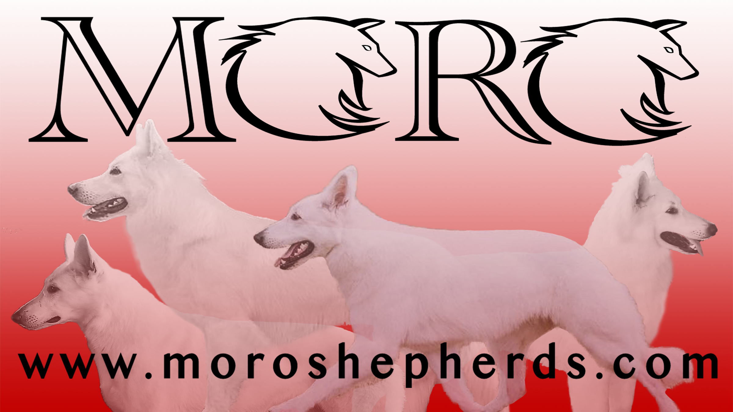 Moro Shepherds